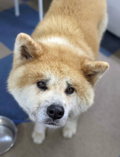 纯种日本秋田犬价格