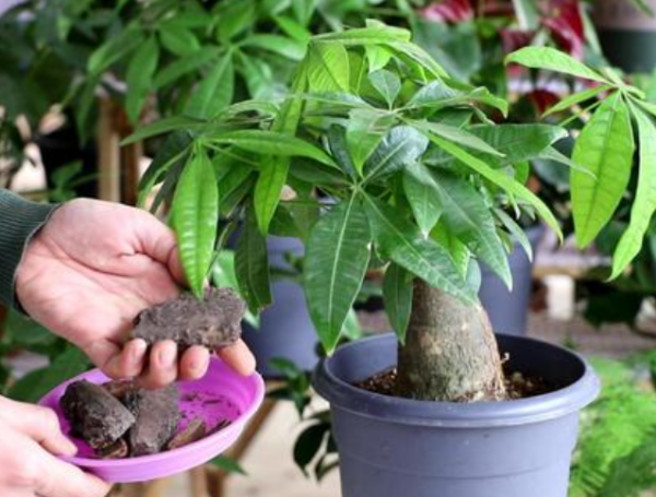 电脑旁边放什么植物防辐射最好