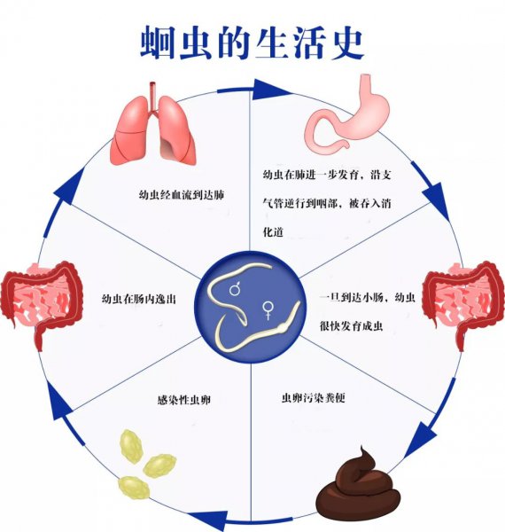 蛔虫为什么现在没有了