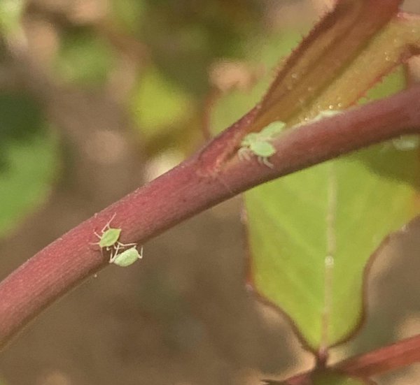 月季蚜虫用什么药治最有效