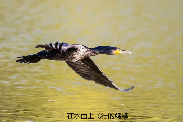 生物圈的概念是什么意思