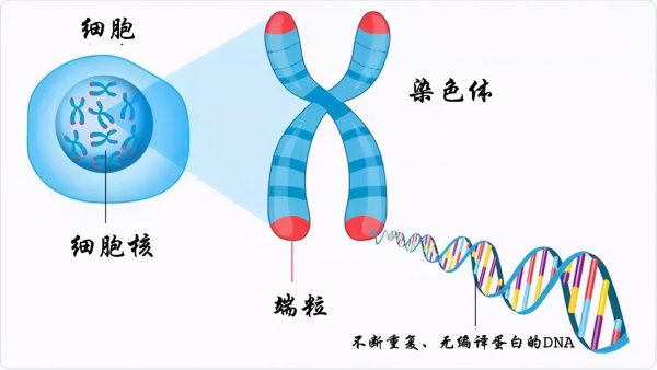 人类寿命最高纪录是多少岁