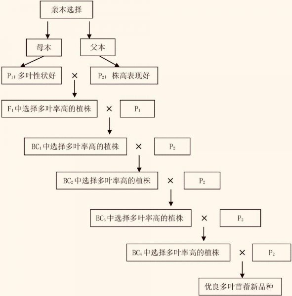 回交什么意思