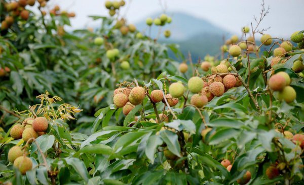 荔枝能带上飞机吗