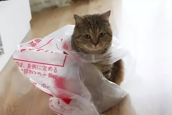 猫吃塑料袋怎么回事