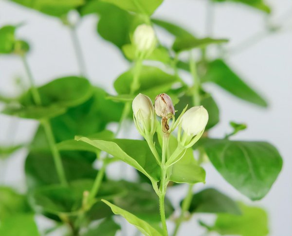 硫酸亚铁肥料用于哪些植物