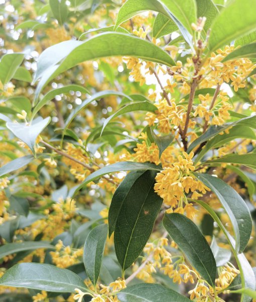 鲜桂花怎么处理才能泡水喝