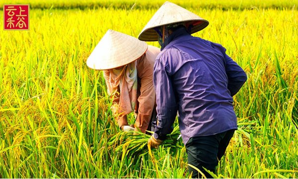 开粮油店怎样起步进货销售