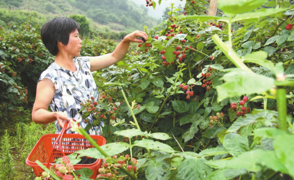 树莓什么味道好吃吗