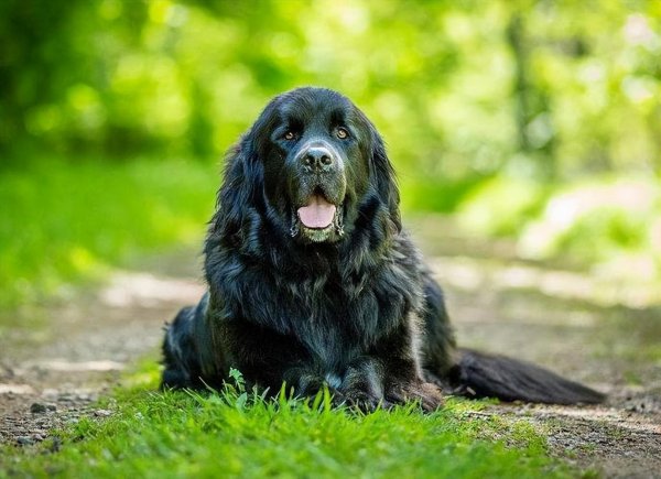 烈性犬禁养名单介绍