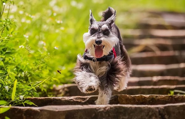 烈性犬禁养名单介绍