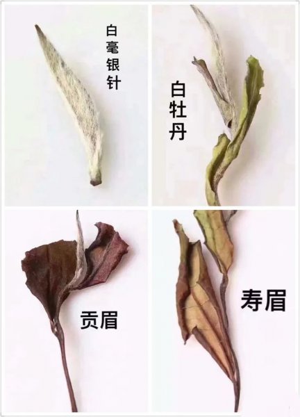 中国白茶哪里产的最出名