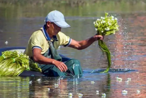 海菜花为啥叫水性杨花