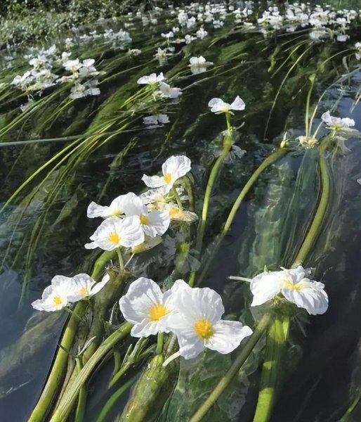 海菜花为啥叫水性杨花