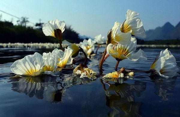 海菜花为啥叫水性杨花