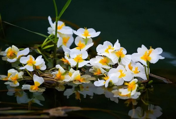 海菜花为啥叫水性杨花