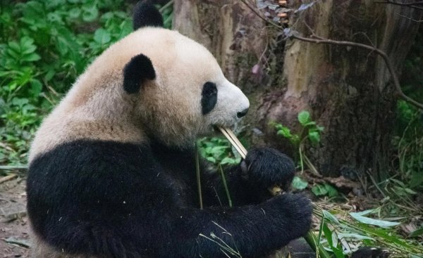 中国十大旅游城市景点排名