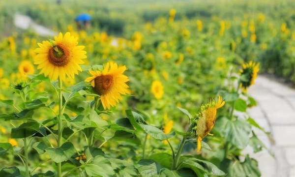 3朵向日葵花语是什么意思