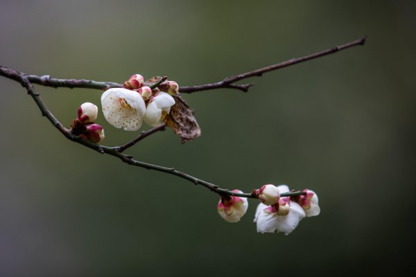 春在枝头已十分全诗是什么意思