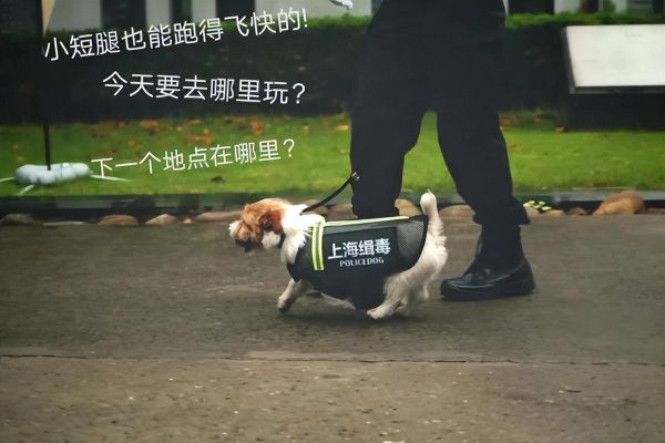 杰克罗素梗犬优缺点