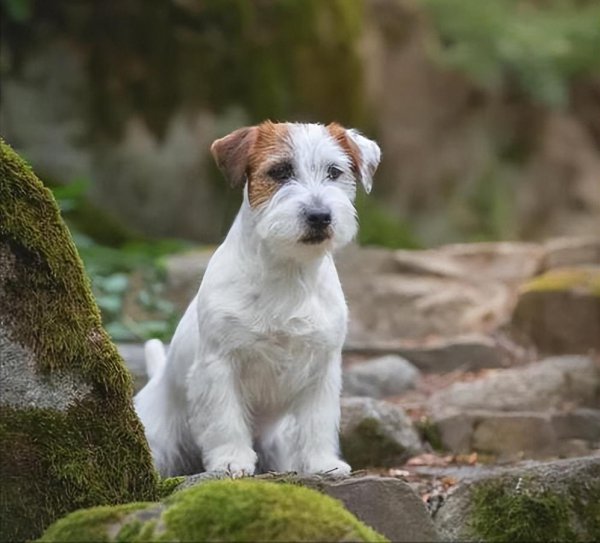 杰克罗素梗犬优缺点