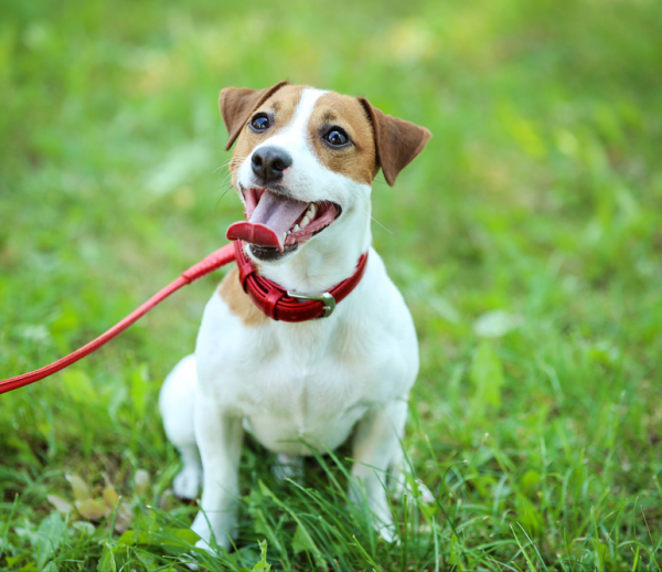 杰克罗素梗犬优缺点