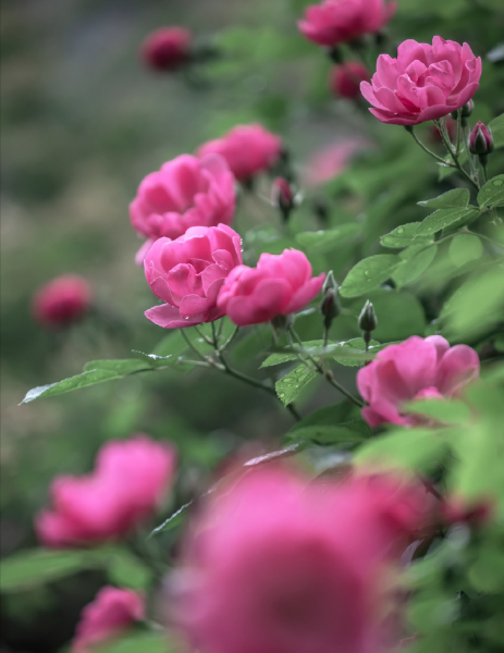 有情芍药含春泪无力蔷薇卧晓枝意思