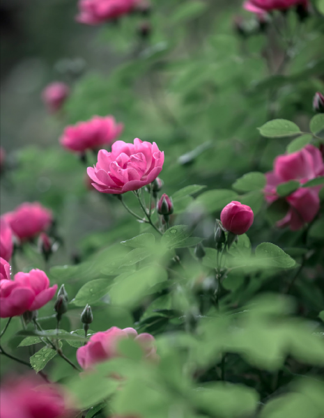 有情芍药含春泪无力蔷薇卧晓枝意思