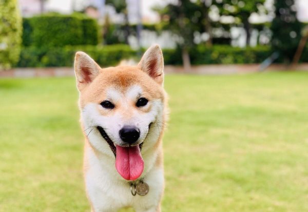 柯基和柴犬的区别有哪些