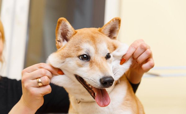 柯基和柴犬的区别有哪些