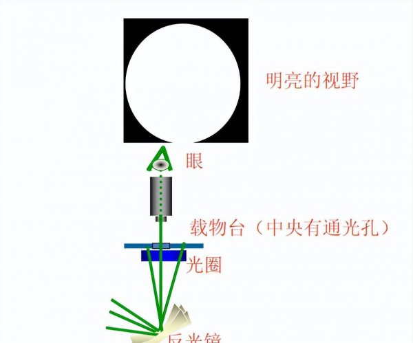 显微镜各部分名称及作用