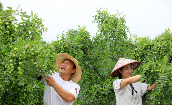 枣树开花不结果如何处理