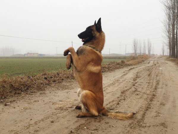 马犬一直不训练会有什么后果