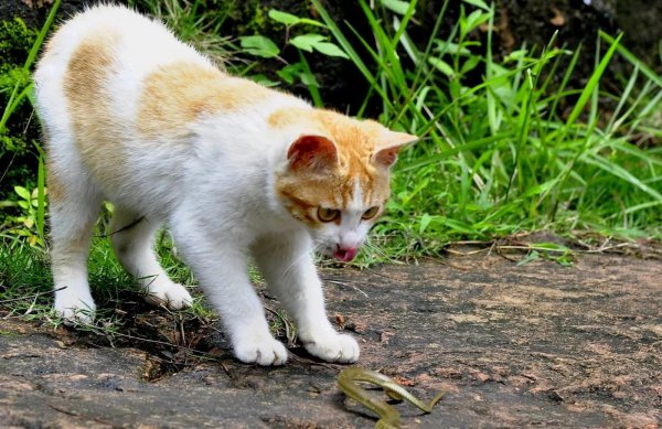 猫和蛇打架谁厉害