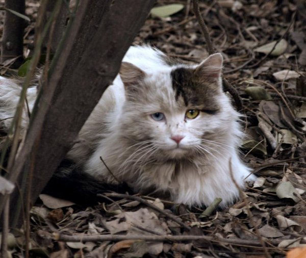 虐猫时为什么猫不反抗主人