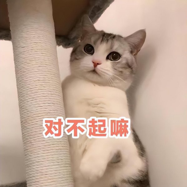 虐猫时为什么猫不反抗主人