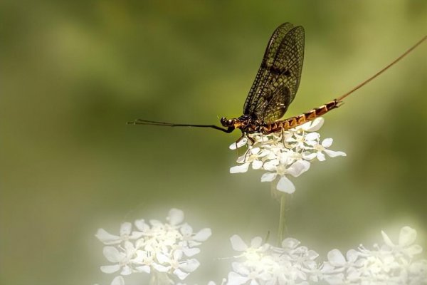 蜉蝣幼虫多少天成虫