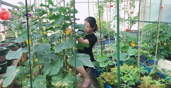 夏季种植蔬菜品种大全图解