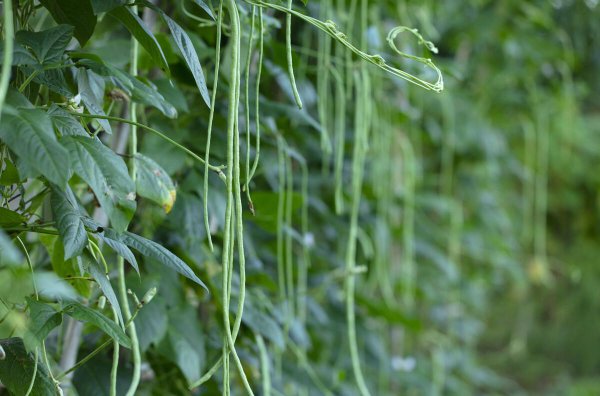 夏季种植蔬菜品种大全图解