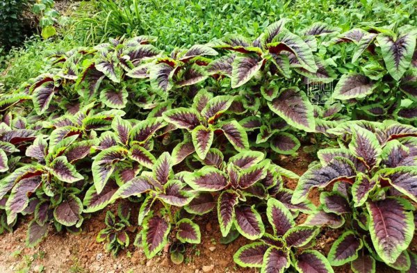 夏季种植蔬菜品种大全图解