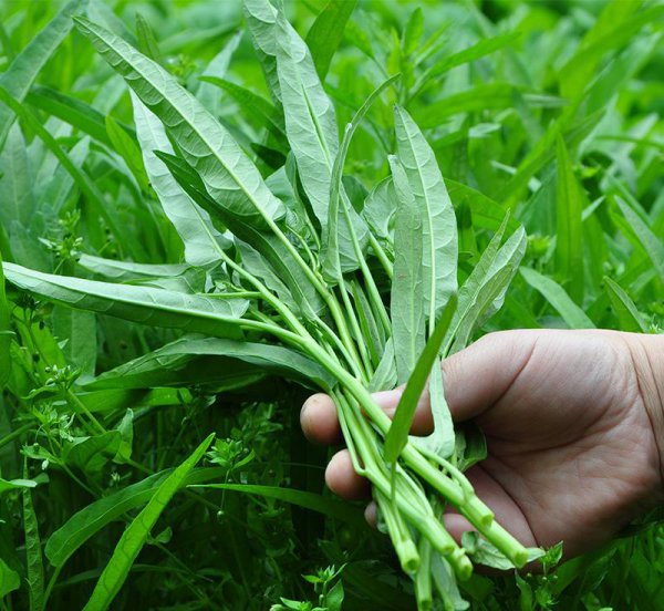 夏季种植蔬菜品种大全图解