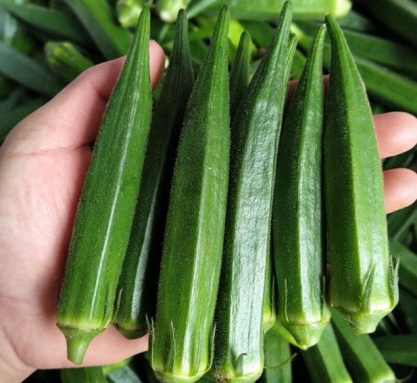 夏季种植蔬菜品种大全图解