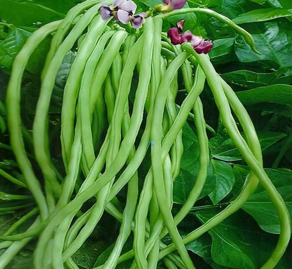 夏季种植蔬菜品种大全图解