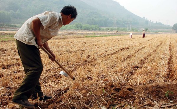 玉米的行距与株距应该有多少