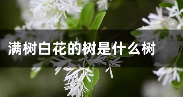 白色花有什么花