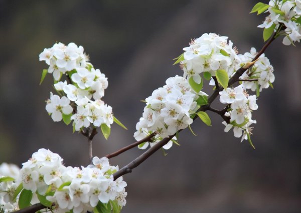 白色花有什么花