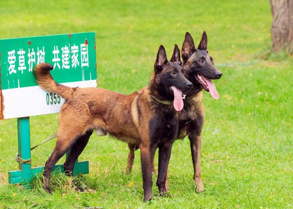 马犬是哪个国家的品种