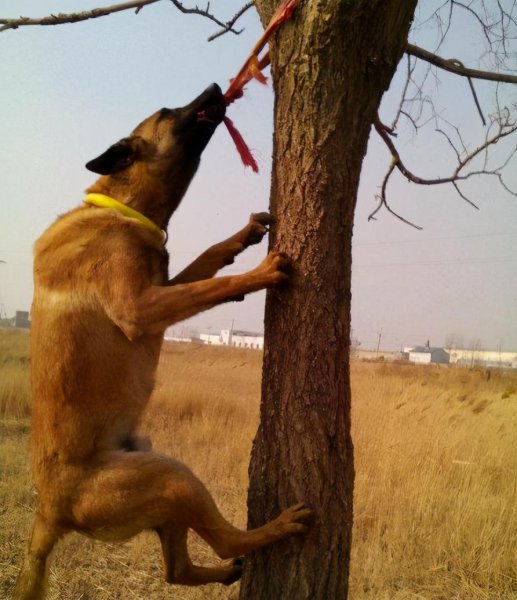 马犬是哪个国家的品种