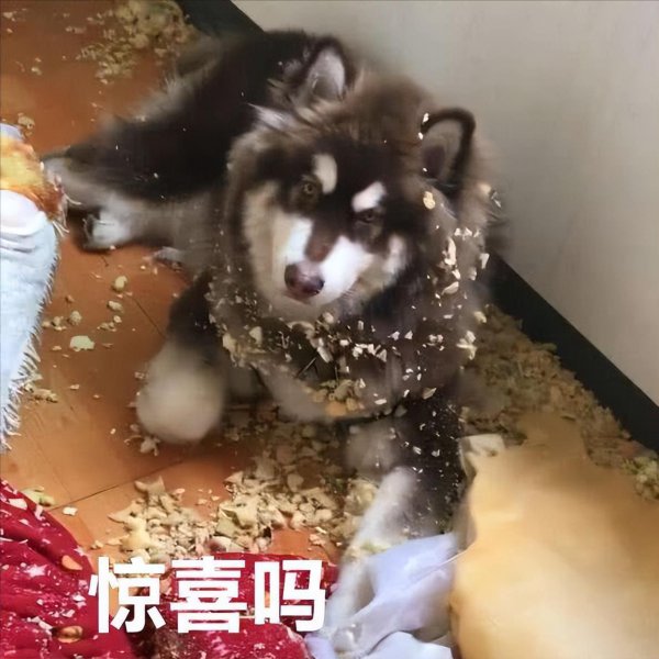 阿拉斯加犬好养吗