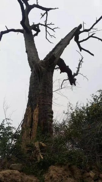 雷击桃木好还是雷击枣木好